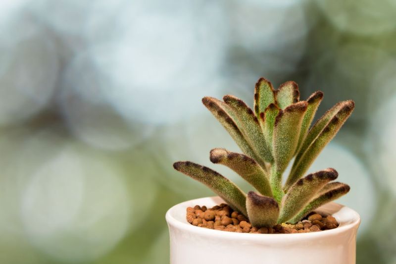 Succulents That Make Indoor Gardening Easy In Arizona - Decor Hint Panda Plant