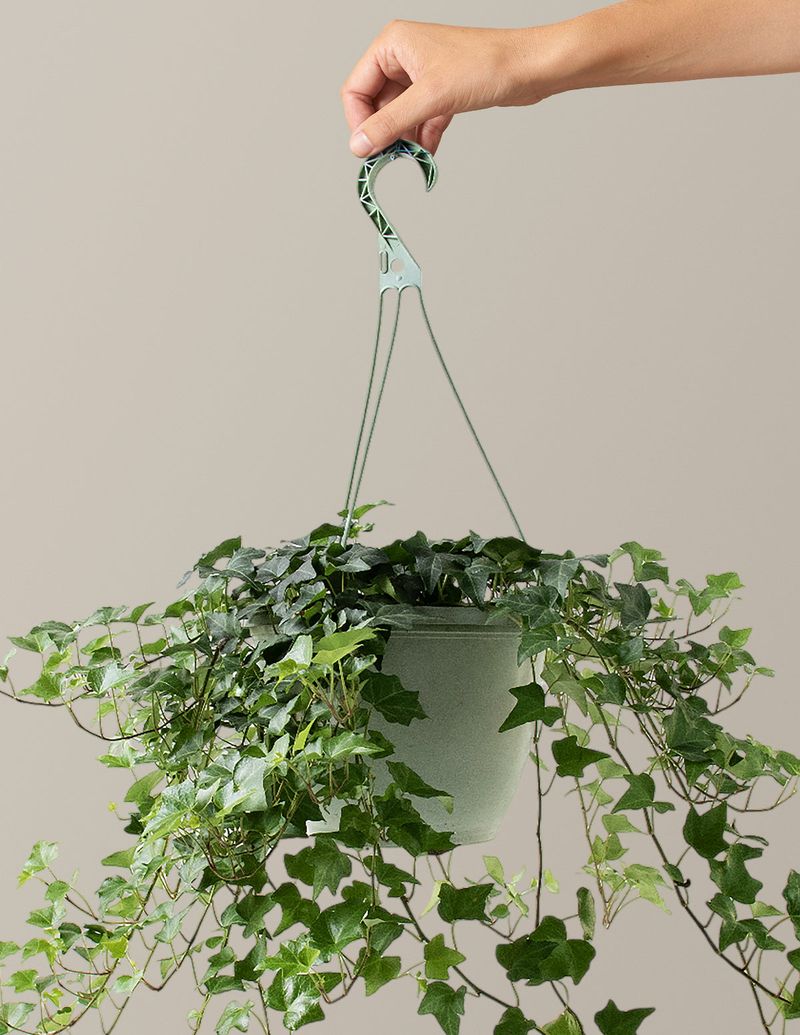 Indoor Plants That Are Common Across Texas Homes - Decor Hint English Ivy