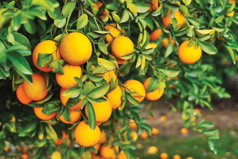 Florida Foods Locals Know Better Than Anyone - Decor Hint Citrus Fruits
