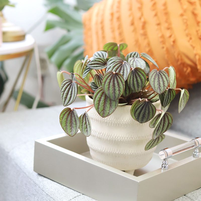 Peperomia