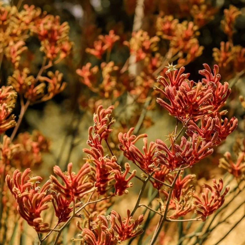 15 Plants In California That Belong In Every Garden - Decor Hint Kangaroo Paw