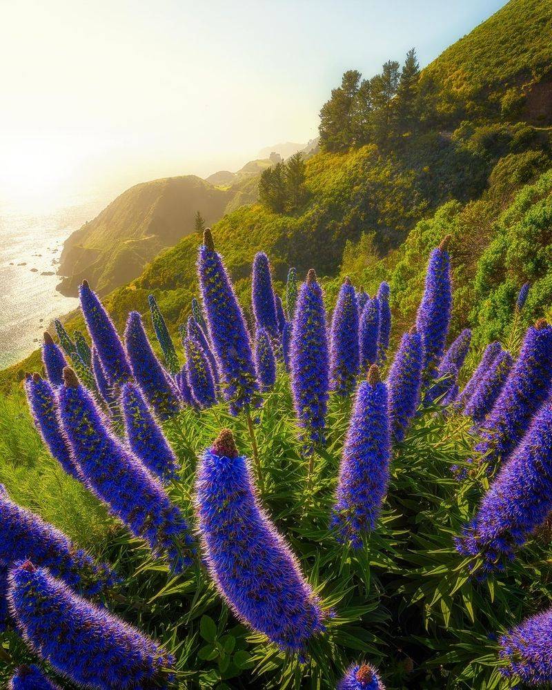 15 Plants In California That Belong In Every Garden - Decor Hint Pride of Madeira