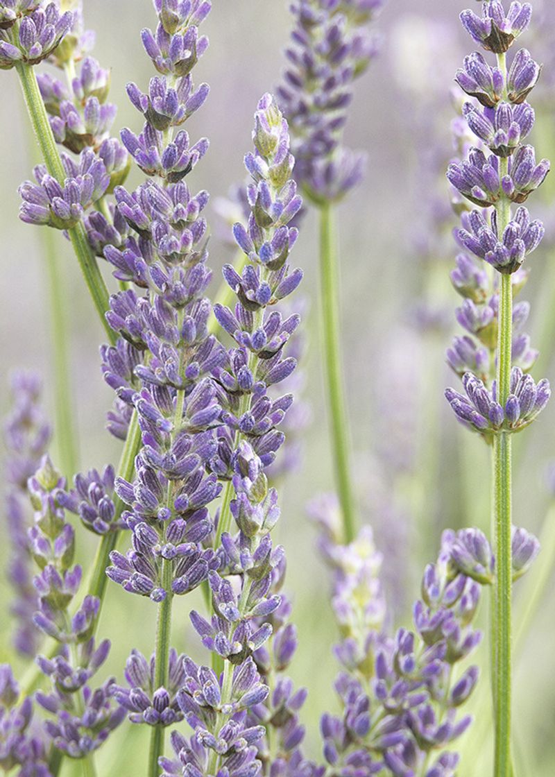15 Plants In California That Belong In Every Garden - Decor Hint Lavender