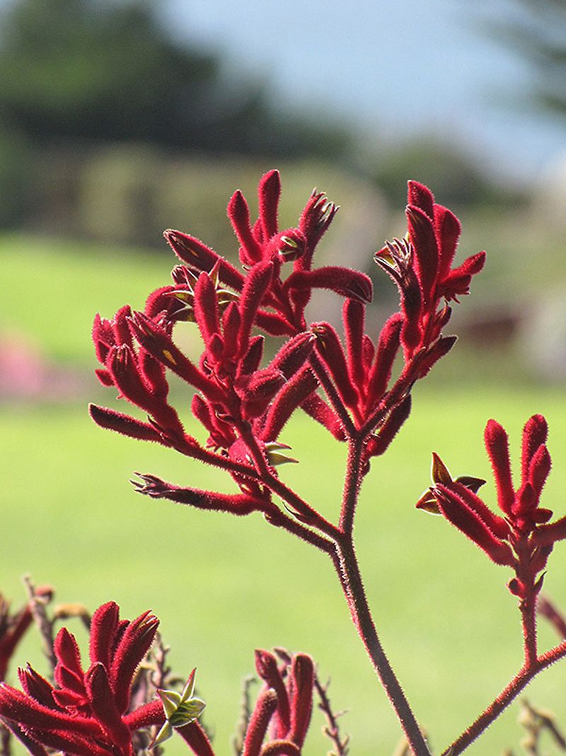 12 Flowers That Thrive In California And Make Your Yard Look Expensive - Decor Hint Kangaroo Paw