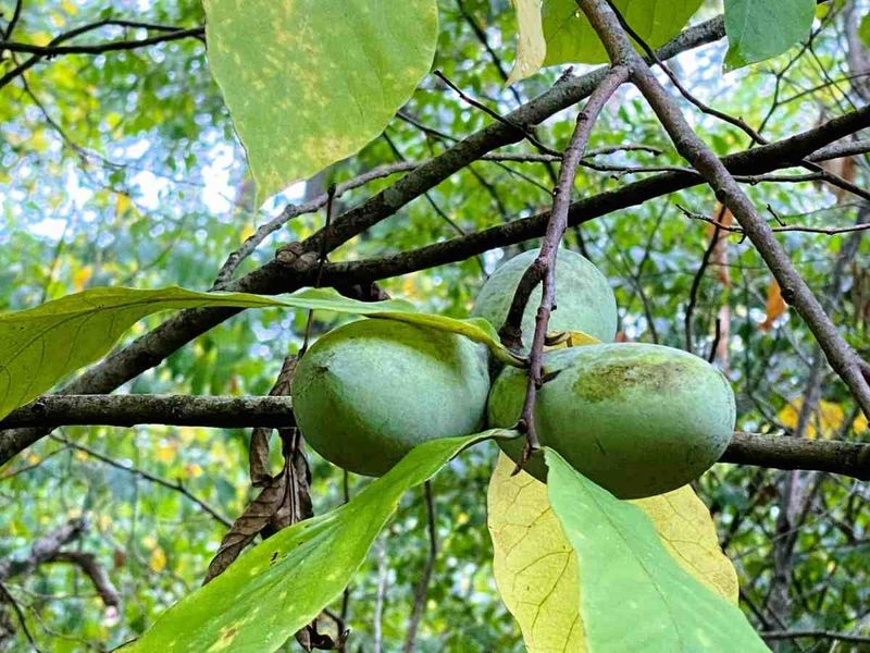 Pawpaw Foraging