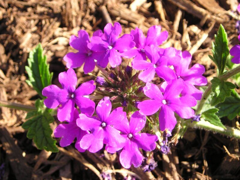 13 Flowers That Bloom Beautifully In Georgia And Instantly Upgrade Your Yard - Decor Hint Verbena