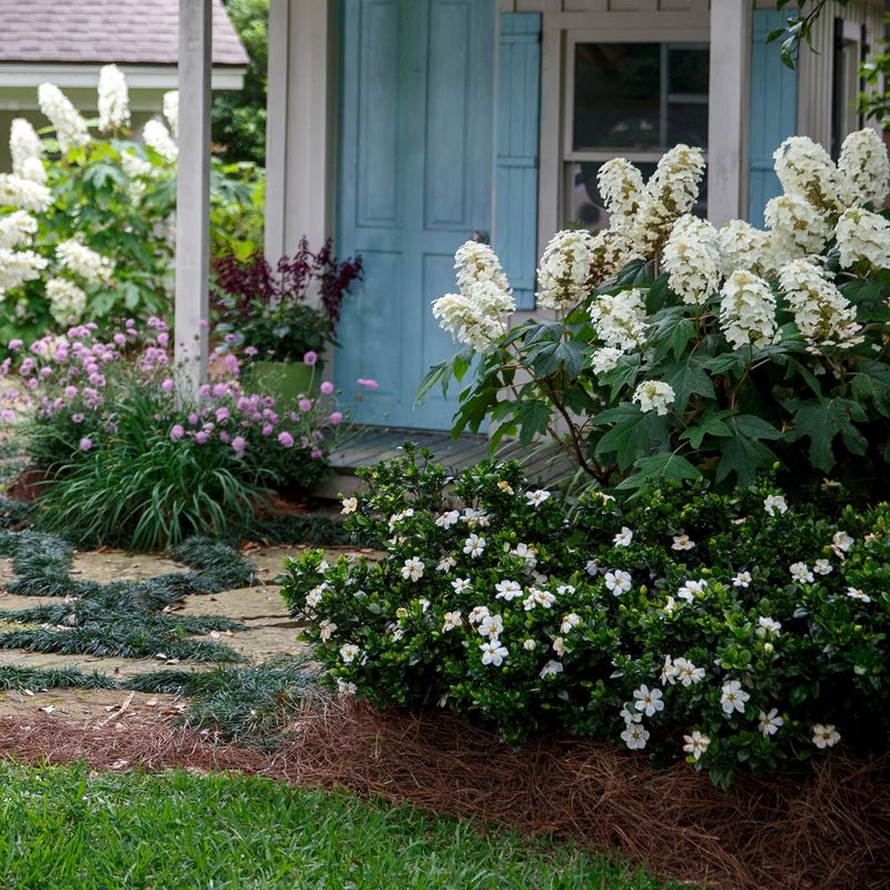 12 Flowers That Thrive In Florida And Make Your Yard Look Expensive - Decor Hint Gardenia
