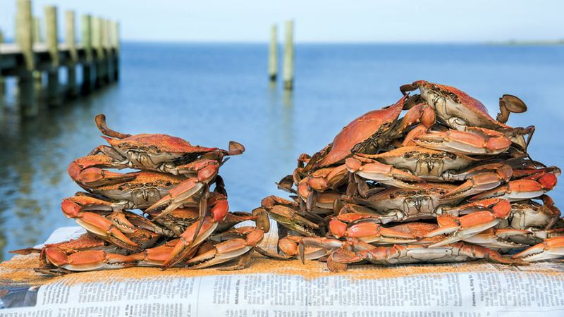 Chesapeake Bay Monster Mash