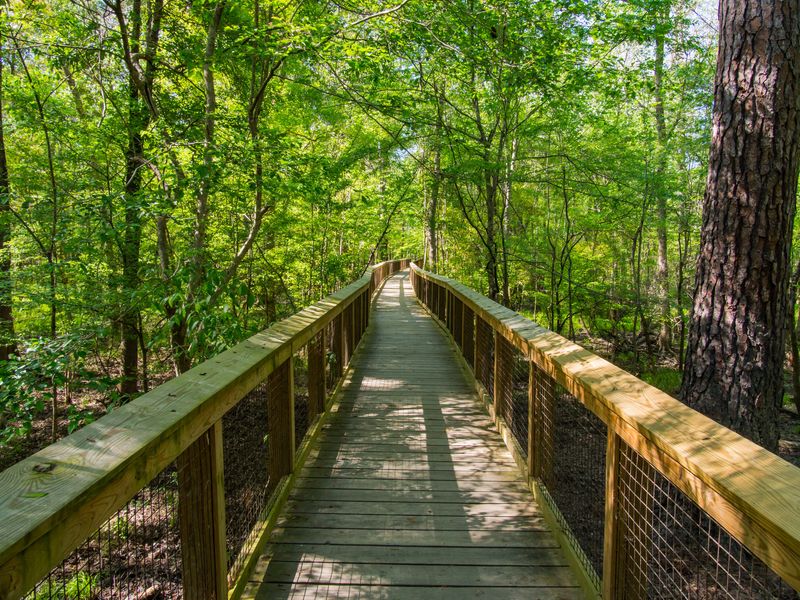 This Hidden National Park In South Carolina Is The Ultimate Fall Foliage Escape - Decor Hint Why Congaree Remains A Hidden Treasure