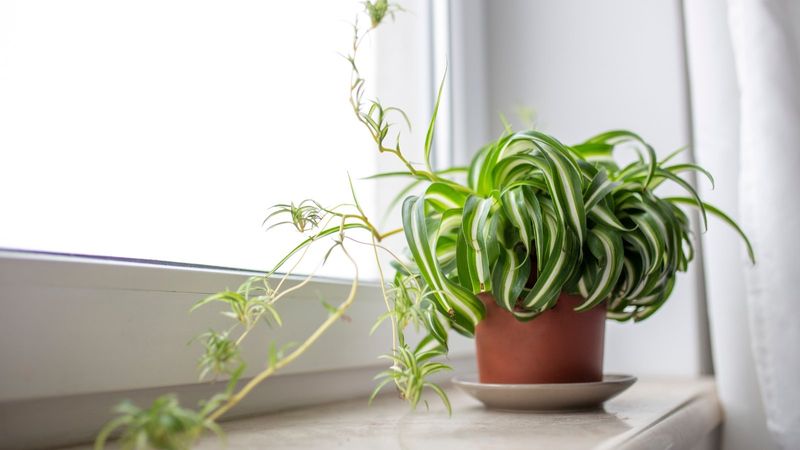 Spider Plant