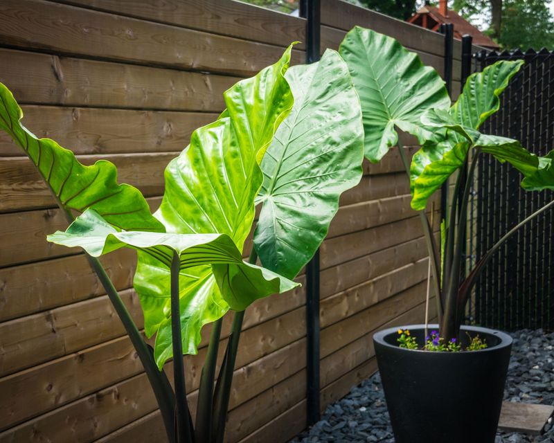 Elephant Ear (Colocasia Esculenta)