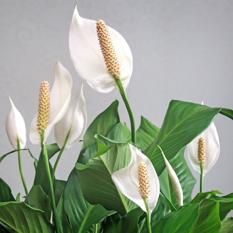 Peace Lily (Spathiphyllum)