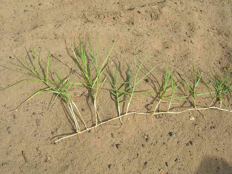 13 Plants In Texas You Should Never Plant - Decor Hint Torpedo Grass