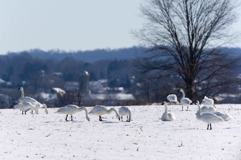 Romantic Winter Escapes In Maryland Perfect For Two - Decor Hint Chesapeake City