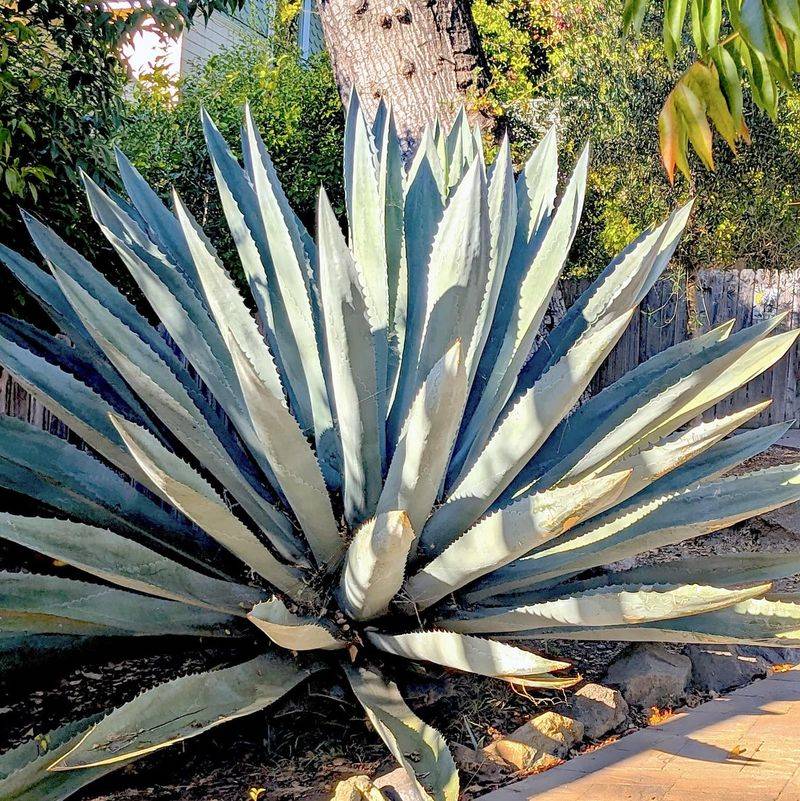15 Plants In California That Belong In Every Garden - Decor Hint Agave
