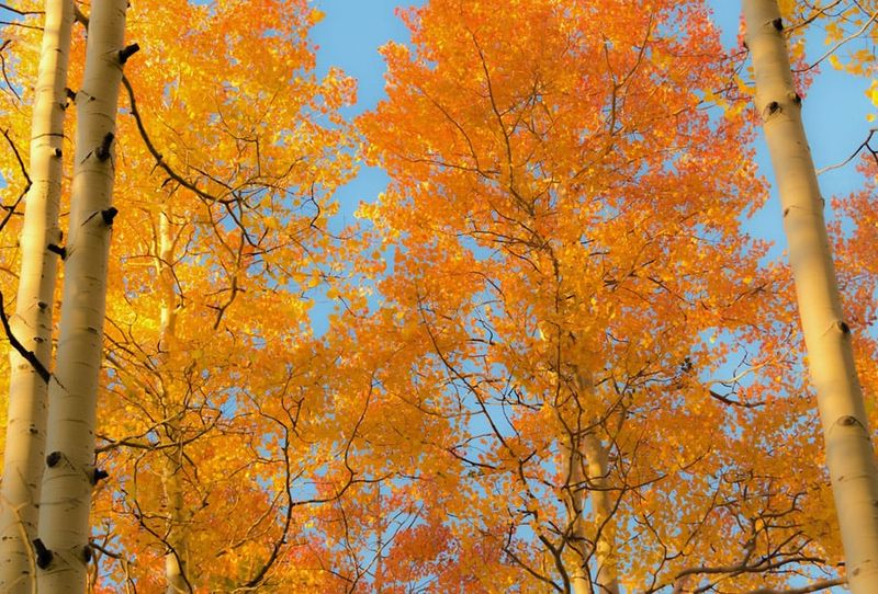 Discover California's Hidden County Before Fall's Foliage Fades - Decor Hint Scenic Hikes And Hidden Trails Off Highway 70