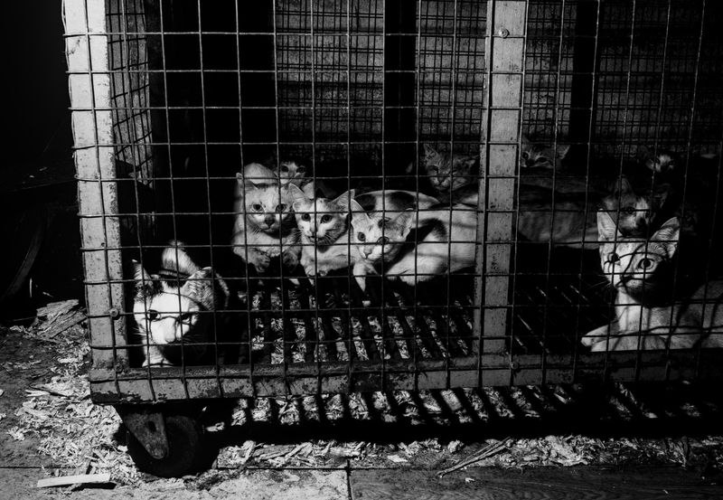 Cat Meat