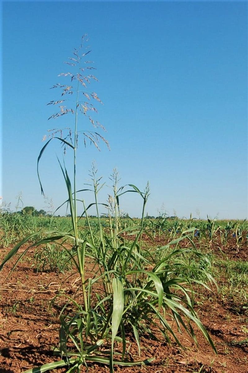 13 Plants In Texas You Should Never Plant - Decor Hint Johnson Grass