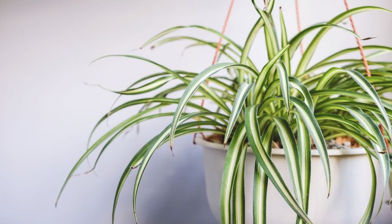 Spider Plant (Chlorophytum comosum)