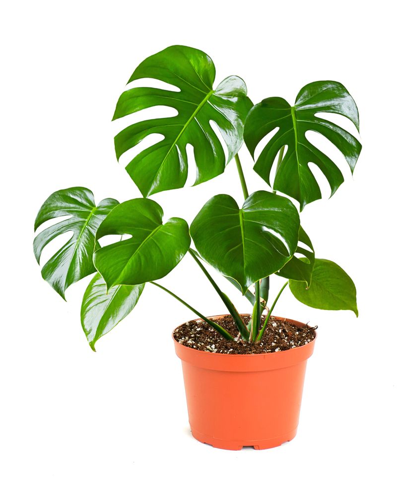 Indoor Plants That Are Common Across Texas Homes - Decor Hint Monstera Deliciosa