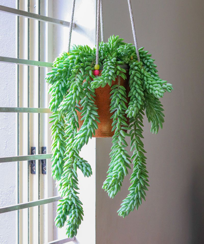 Succulents That Make Indoor Gardening Easy In Arizona - Decor Hint Burro's Tail