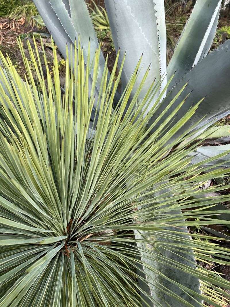 Xera Plants