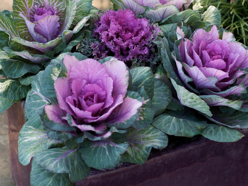 Ornamental Cabbage & Kale (Brassica Oleracea)