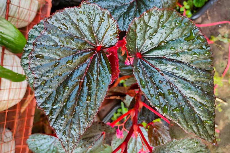 Begonias