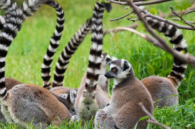 Athens & The Zoo & Nature Center Combo