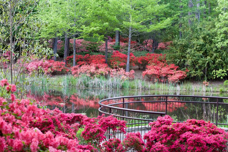 13 Flowers That Bloom Beautifully In Georgia And Instantly Upgrade Your Yard - Decor Hint Azalea