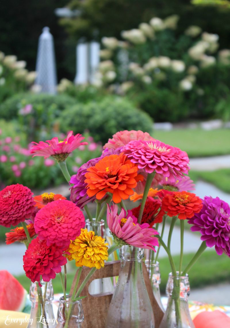 13 Flowers That Bloom Beautifully In Georgia And Instantly Upgrade Your Yard - Decor Hint Zinnia