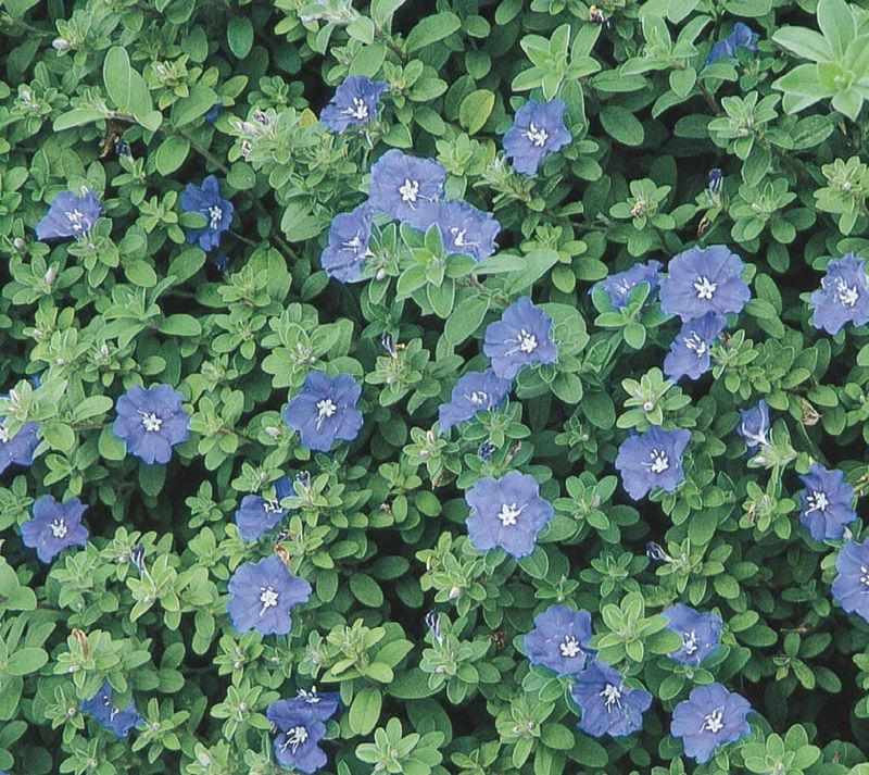 12 Flowers That Thrive In Florida And Make Your Yard Look Expensive - Decor Hint Blue Daze (Evolvulus)