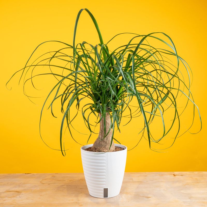 Succulents That Make Indoor Gardening Easy In Arizona - Decor Hint Ponytail Palm