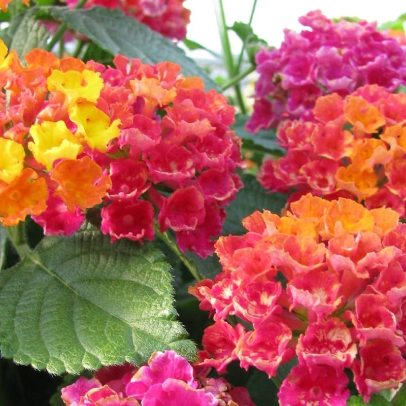 13 Flowers That Bloom Beautifully In Georgia And Instantly Upgrade Your Yard - Decor Hint Lantana