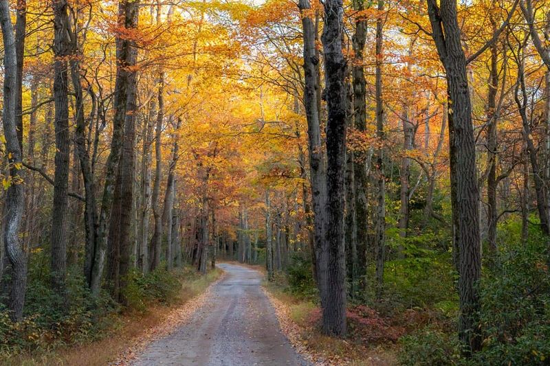 Seasonal Highlights And Fall Foliage