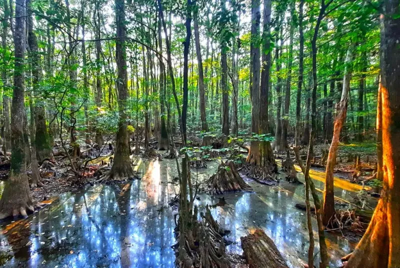This Hidden National Park In South Carolina Is The Ultimate Fall Foliage Escape - Decor Hint The Untamed Beauty Of Congaree's Landscape