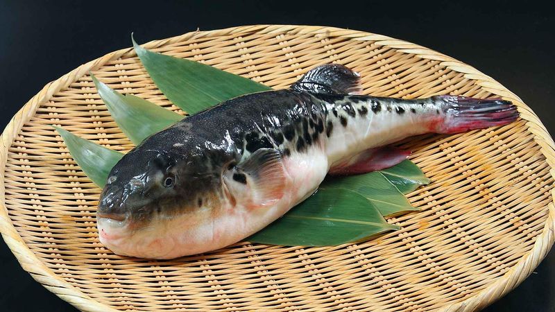 Fugu (Pufferfish)