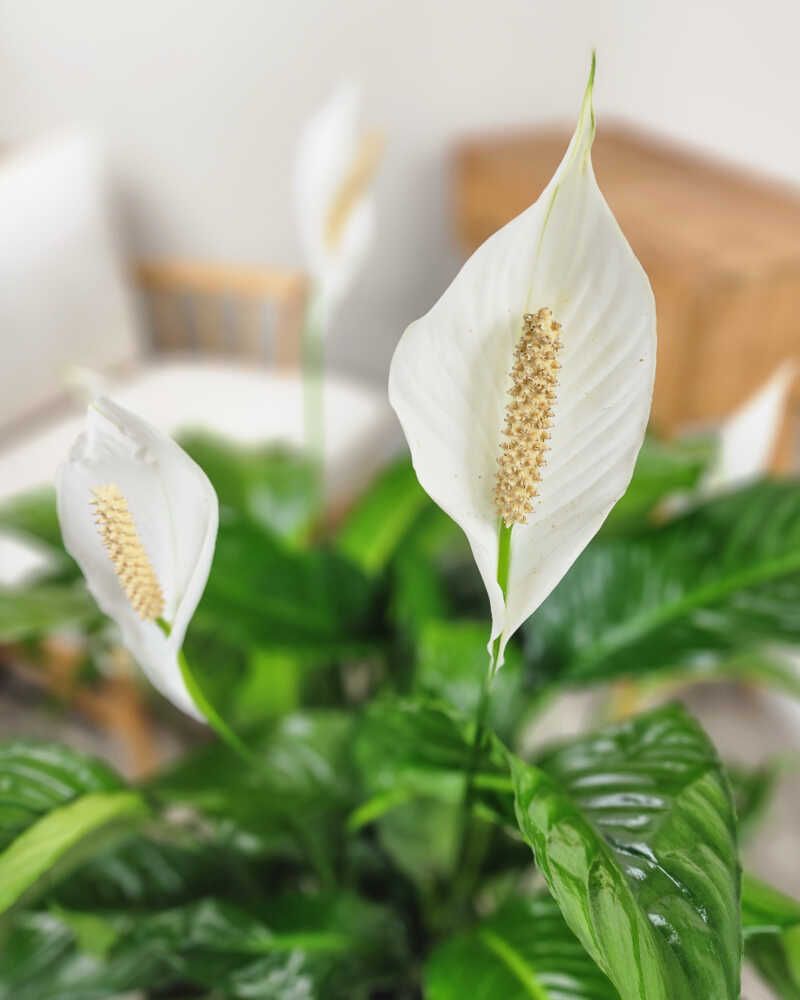 Peace Lily