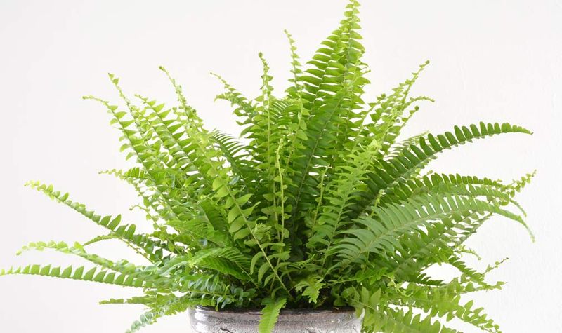 Boston Fern