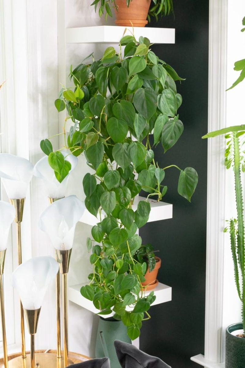 Philodendron