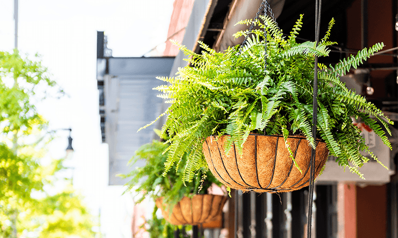 Indoor Plants That Are Common Across Texas Homes - Decor Hint Boston Fern