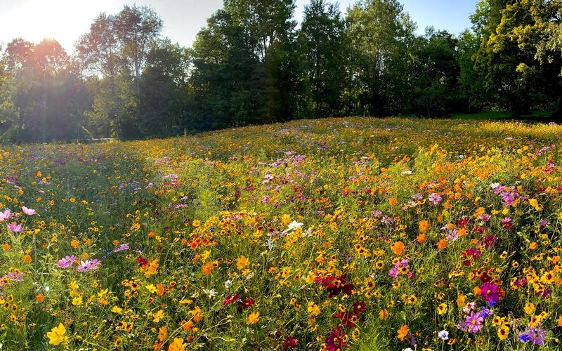 12 Garden Design Trends Shaping 2026 In New York - Decor Hint No Mow Meadows And Lawn Alternatives