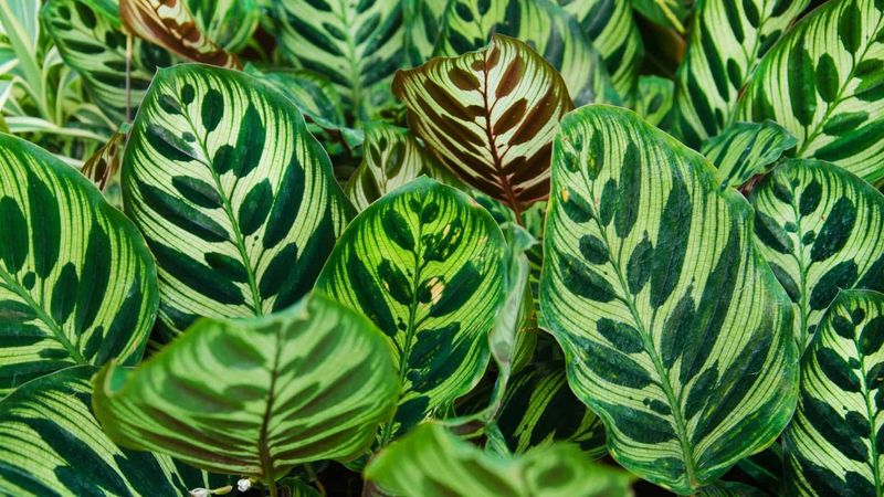 Calathea