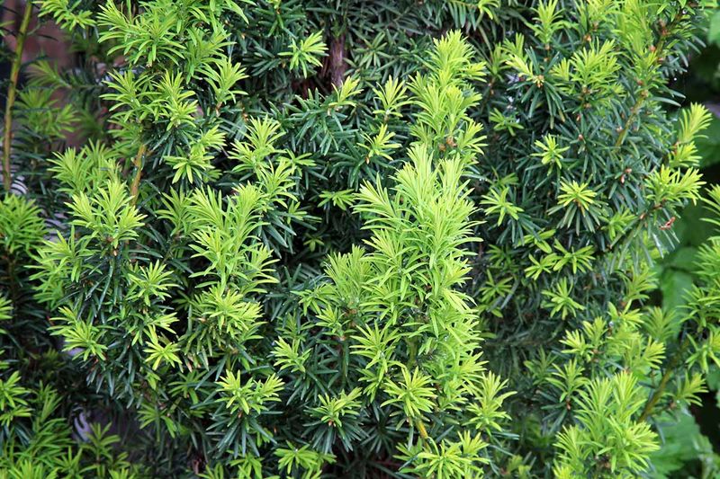 Japanese Yew (Taxus Cuspidata)