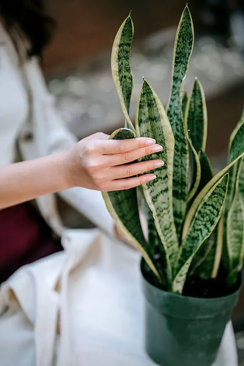 Succulents That Make Indoor Gardening Easy In Arizona - Decor Hint Snake Plant