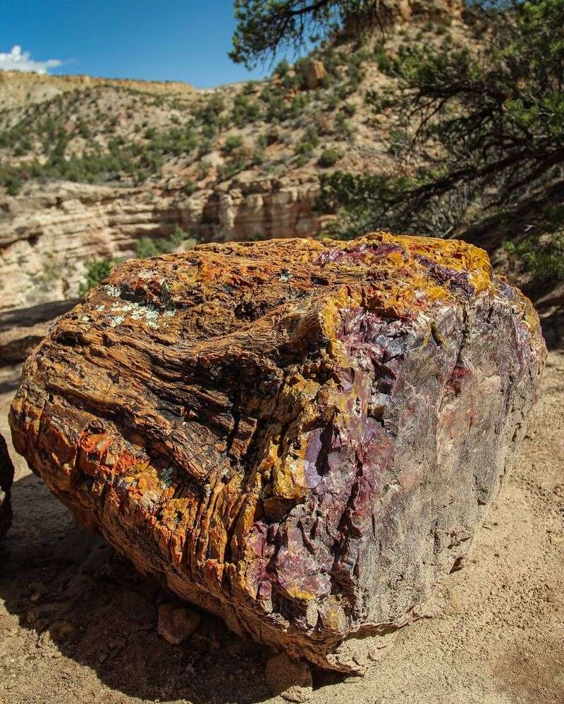 Escalante Petrified Forest State Park: Ancient Trees Turned to Stone