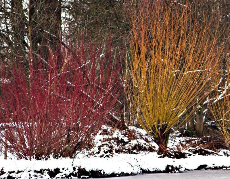 12 Garden Design Trends Shaping 2026 In New York - Decor Hint Four Season Interest With Winter Structure