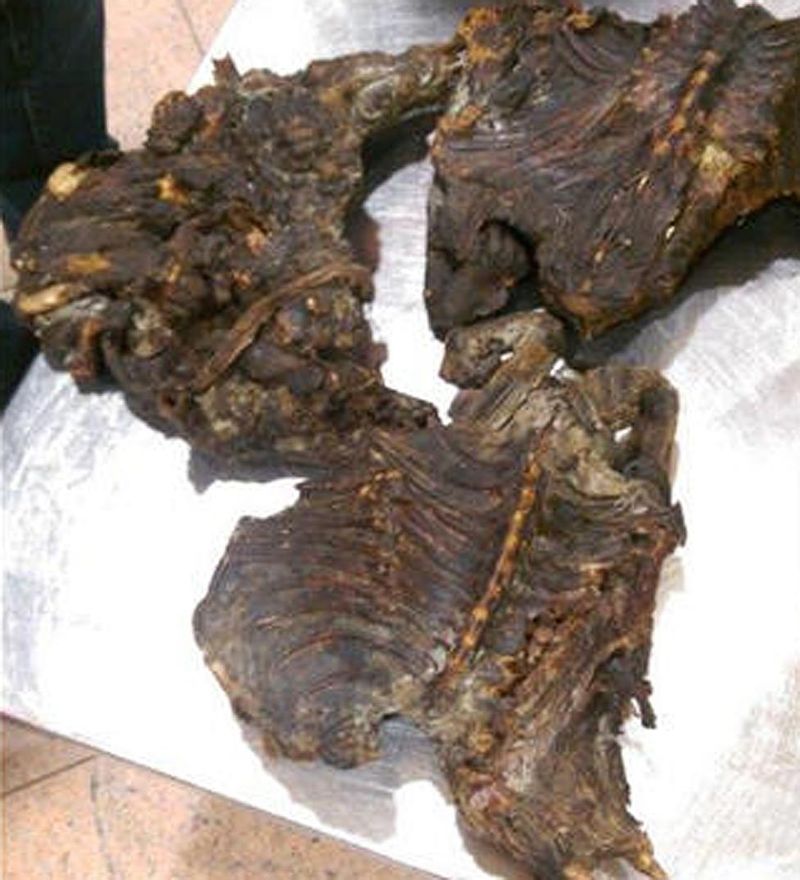 Monkey Meat