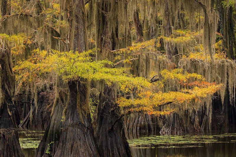 Caddo Lake