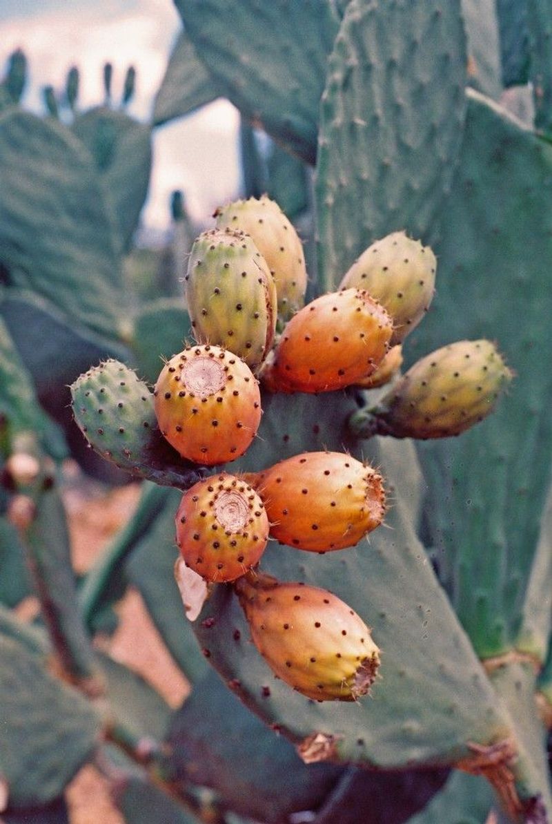 17 Arizona Home Trends Transforming Desert Living By 2030 - Decor Hint Native Edible Landscaping